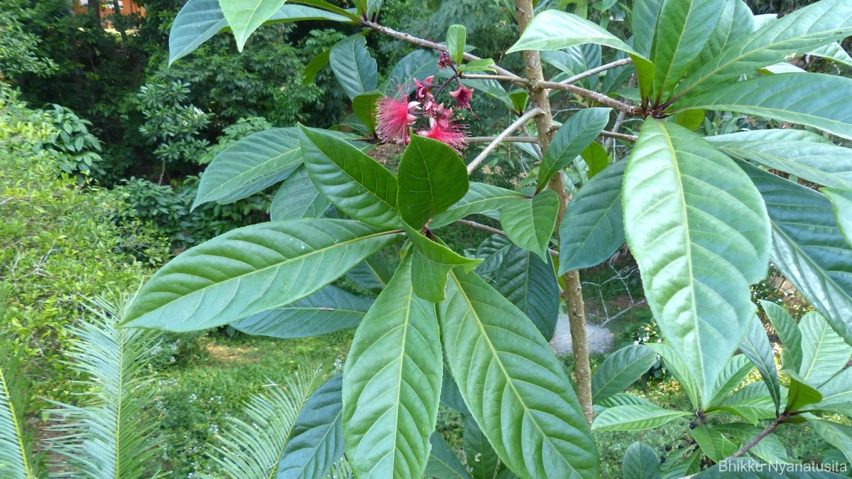 Barringtonia racemosa (L.) Spreng.